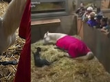 Nace potrillo de la yegua Paloma en La Granja VIP