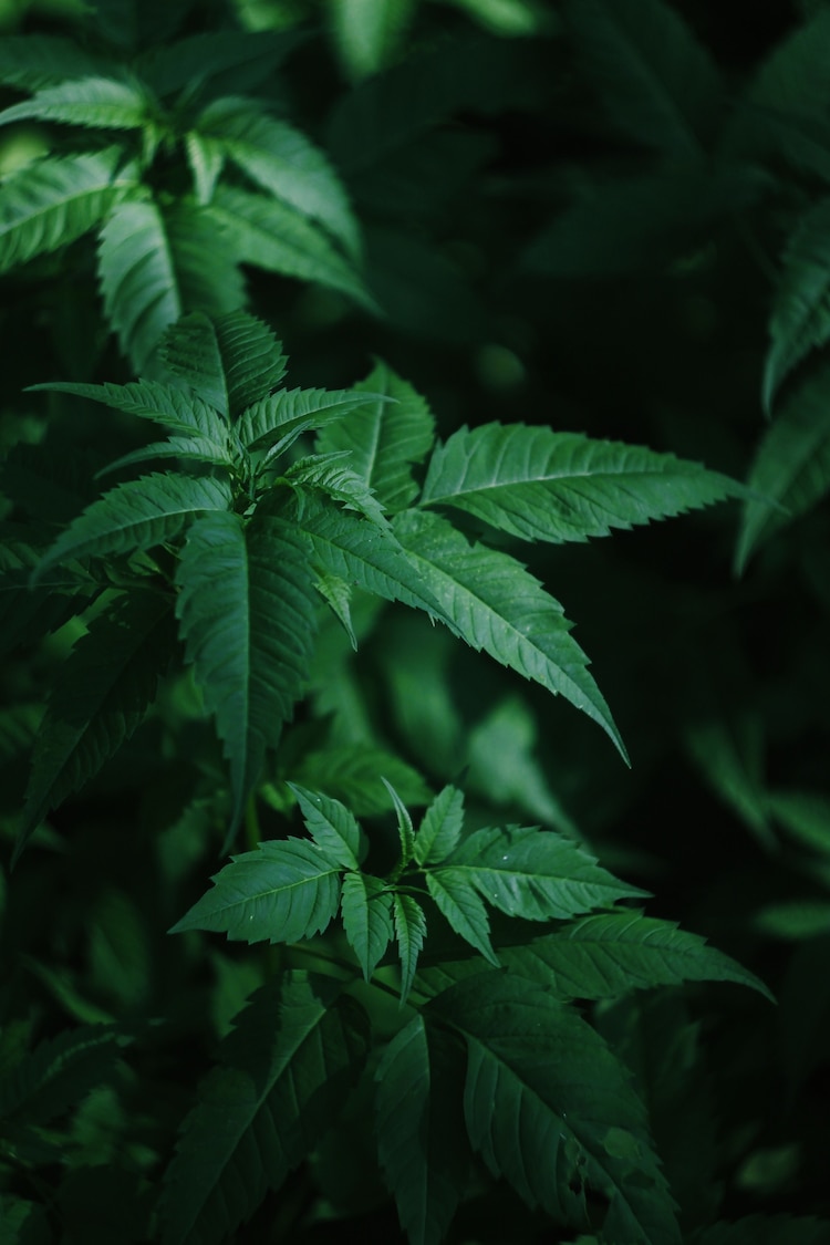 Cannabis en imagen ilustrativa