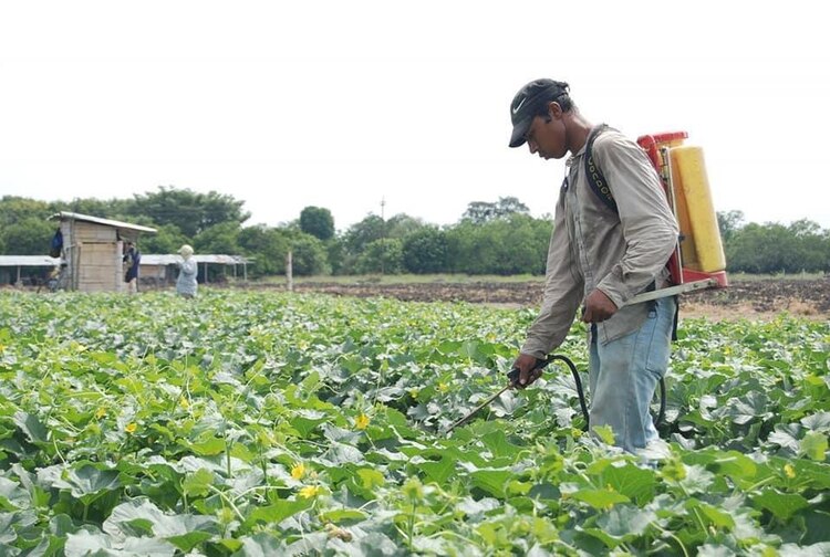 Los tres productos que integran la Agricultura Sustentable, son: un bio-fertilizante, un bio-estimulante compuesto de nutrientes vegetales y un consorcio microbiano.