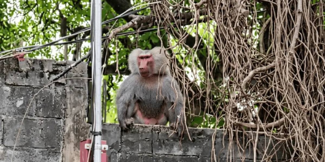 El animal se ha visto merodeando entre patios y calles