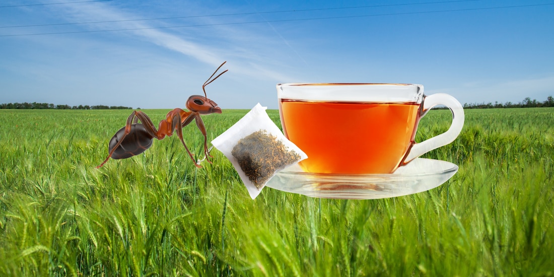 ¿Qué es el té de hormiga?