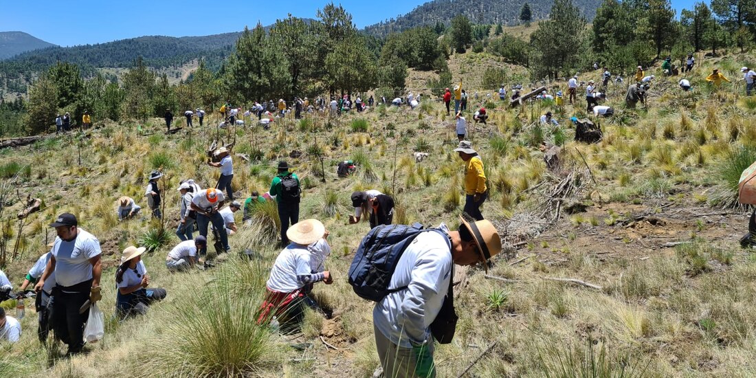 Las jornadas de reforestación de Nissan Mexicana busca la restauración de este tipo de ecosistemas, así como generar conciencia sobre la importancia de su conservación y cuidado.