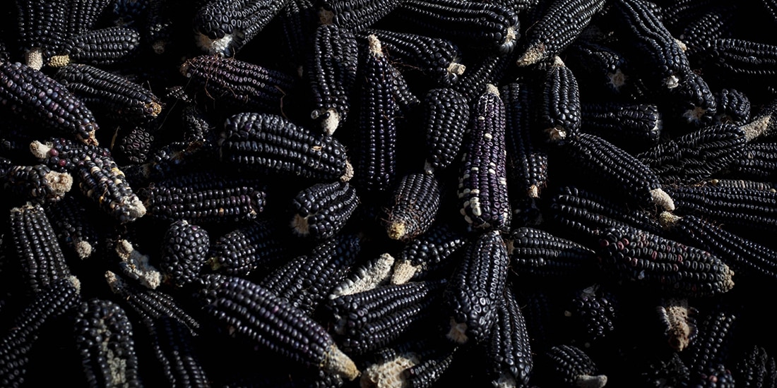 Crece importación de maíz; producción baja en 5 años