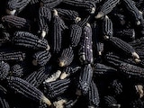 Crece importación de maíz; producción baja en 5 años