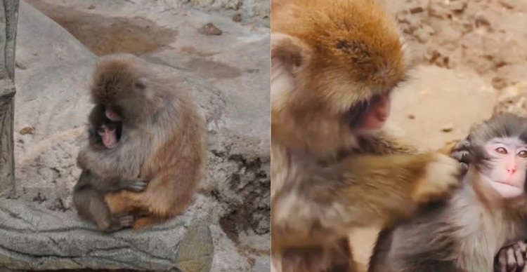 Mono japonés Punch siendo acicalado