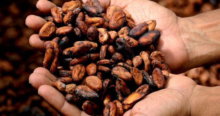 Cacao y chocolate, beneficios a la salud física y mental