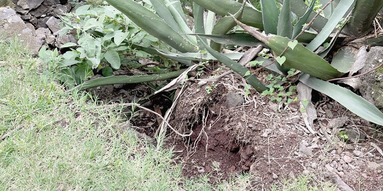 En el patio de casa de la mujer se formó un pequeño socavón.
