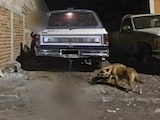 Un perro murió tras ser arrastrado por una camioneta en la que estaba amarrado.