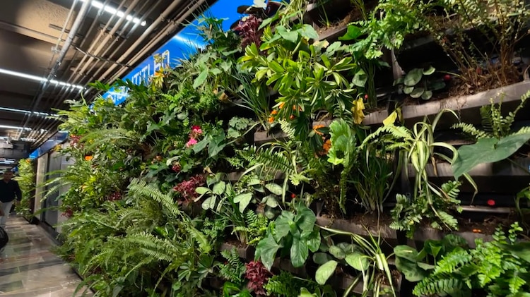 Más de 22 mil plantas transforman la estética de ocho estaciones del Metro como parte de la rehabilitación integral.