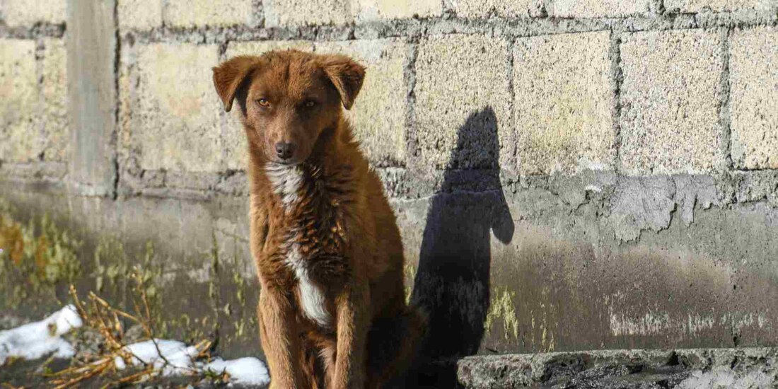 En México, siete de cada 10 perros sufre maltrato y abandono.