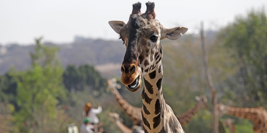 PUEBLA, PUEBLA, 27ENERO2023.- La jirafa "Benito" fue integrada con su nueva manada en Africam Safari, parque de conservación de vida silvestre, tras un periodo de observación en aislamiento.