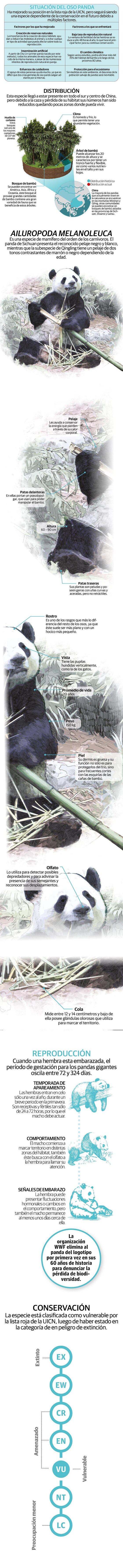 Amenazan al panda la caza, el clima y hasta su difícil reproducción