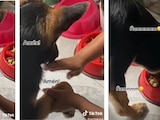 Lomito aprendió a "rezar" entre cada comida y se volvió viral en TikTok.