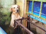 Perro atrapado en inundaciones de Tabasco