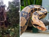 La serpiente constrictora encontrada sería la más grande del mundo actualmente