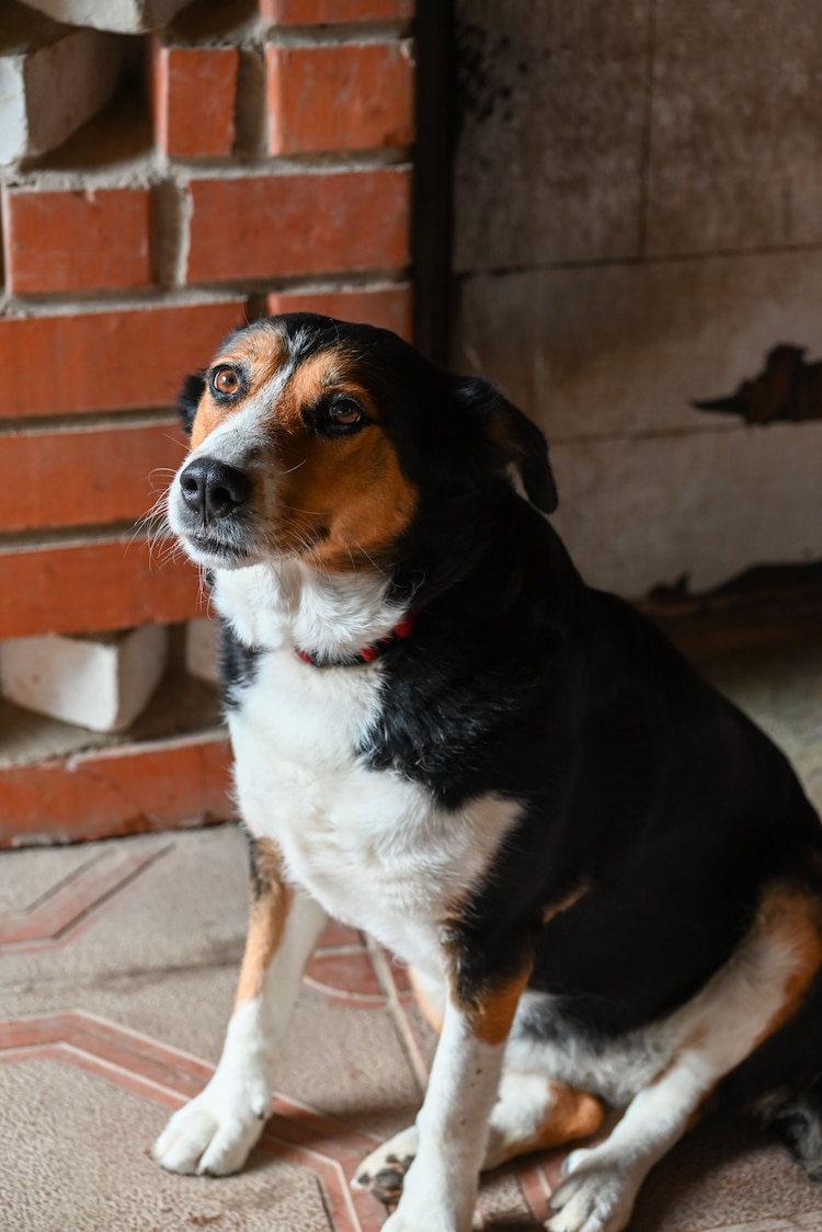 Perro de compañía en imagen de archivo