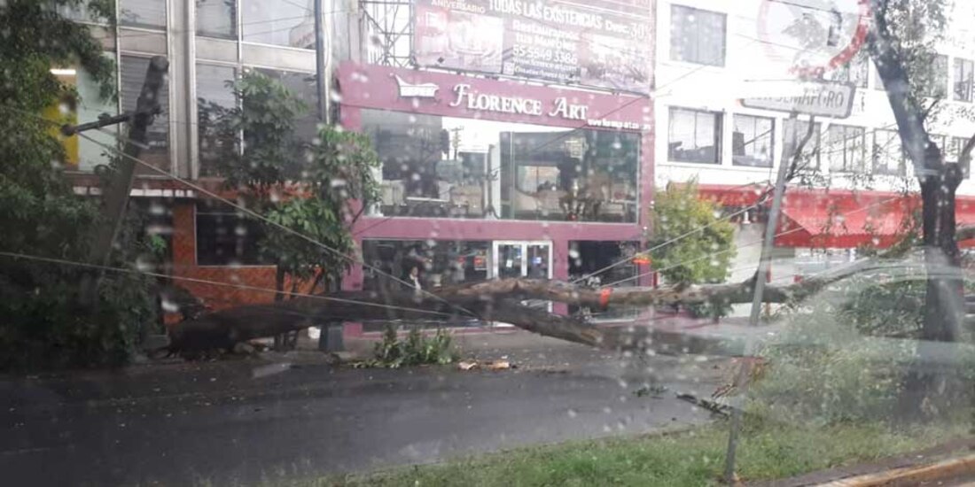 Lluvias CDMX: Árboles caen sobre vías del tren ligero en Tlalpan