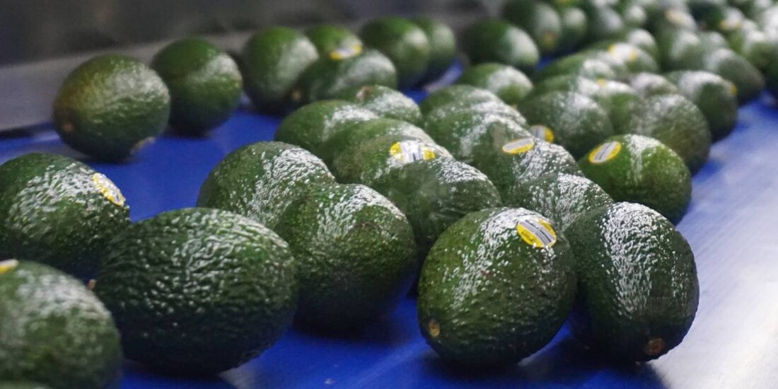 Productores de aguacate y mango sortean más retos: clima extremo y sequía