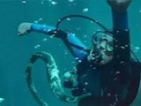 La caída de la ballena, ¿De qué trata la película, reparto y dónde ver?