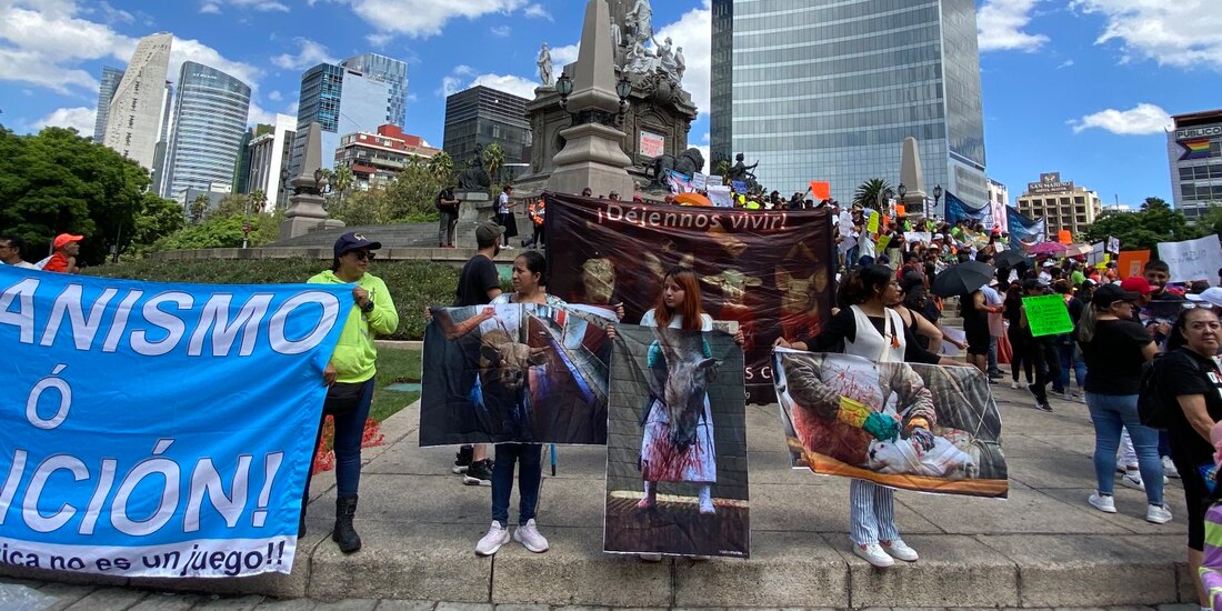 Colectivos animalistas se reúnen en CDMX y otras entidades.