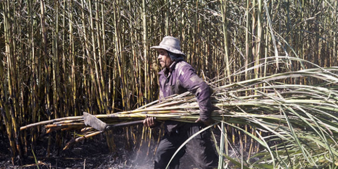 Productores de caña.