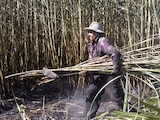 Productores de caña.