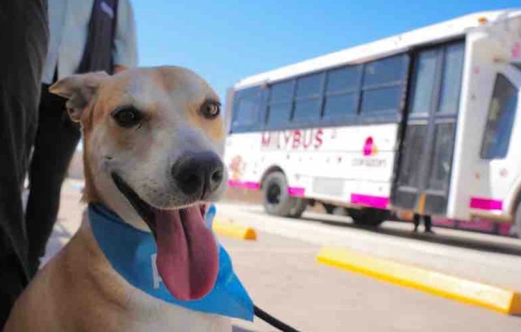 Instalaciones del Santuario Mily, único en su tipo, equipado con quirófano y tecnología de rayos X para animales rescatados.