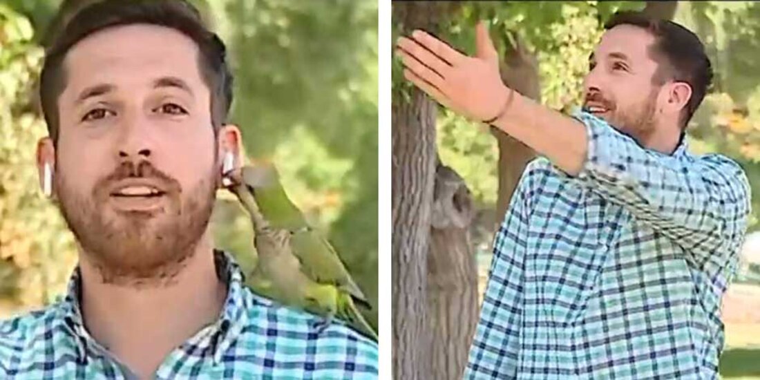 Loro “asalta” a periodista que grababa cápsula sobre delincuencia (VIDEO)