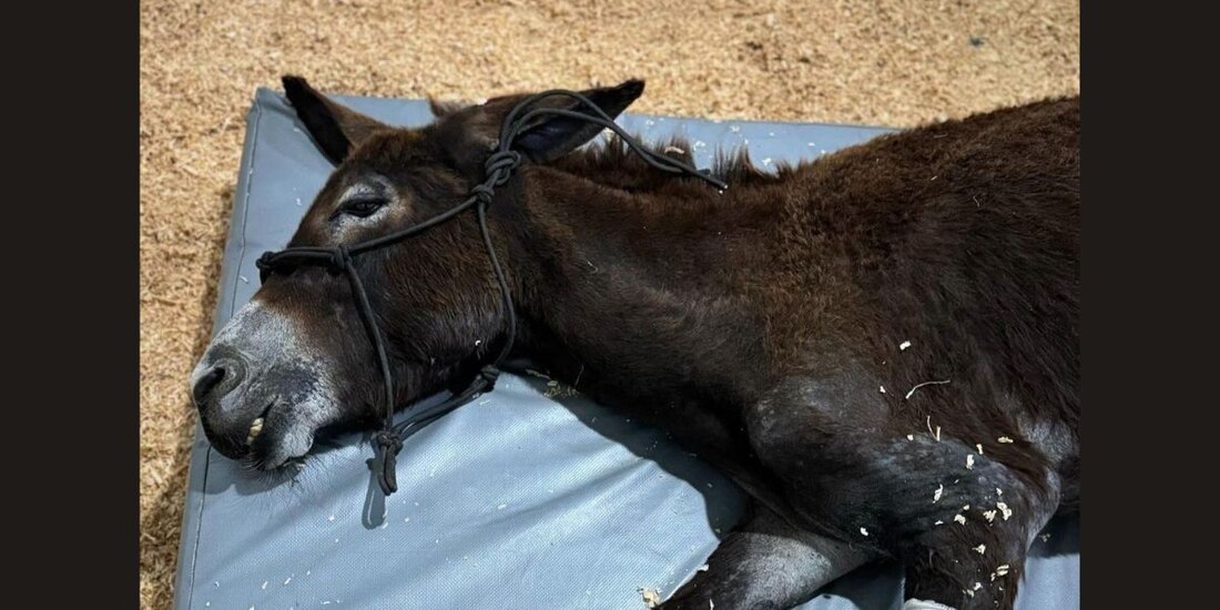 Piden justicia en contra del hombre que agredió a la burrita "Olivia" en Querétaro.