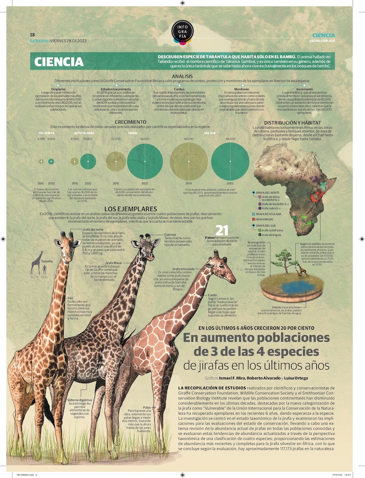 En aumento poblaciones de 3 de las 4 especies de jirafas en los últimos años<br>