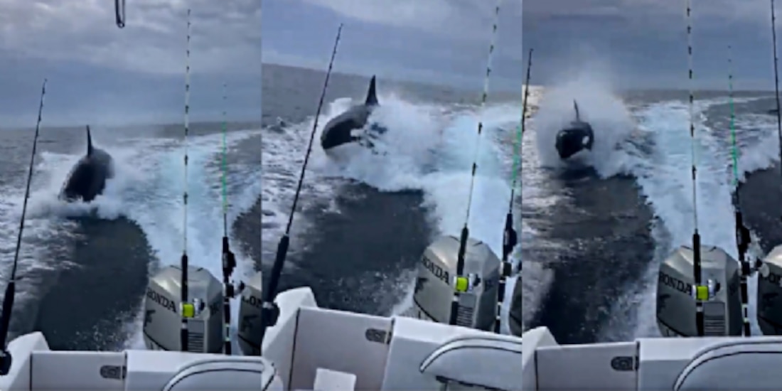 Orca persigue a turistas en Sinaloa.
