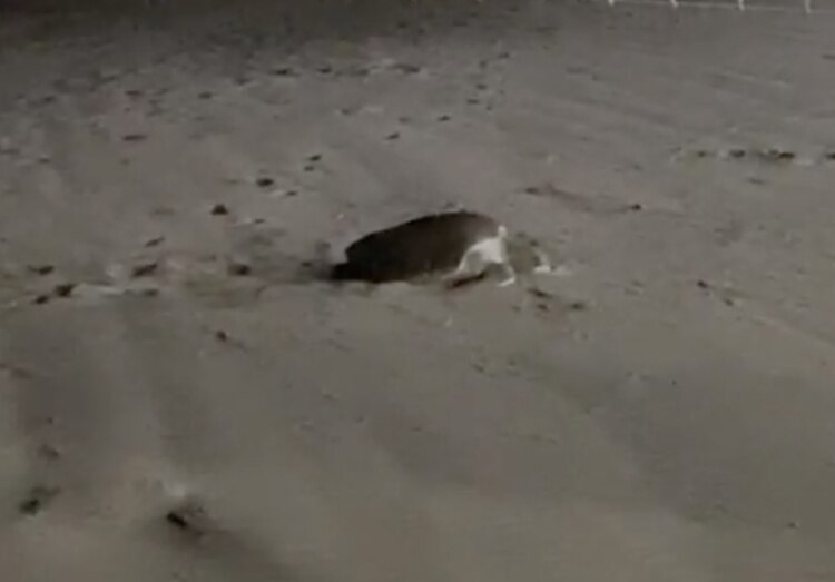 Cada año, miles de tortugas golfinas llegan a costas mexicanas a desovar; las autoridades se encargan de proteger los huevos hasta que eclosionan, para posteriormente liberarlos.