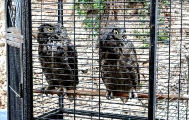 Entre las especies rescatadas en el inmueble de Tijuana hay un tigre siberiano y un mono araña.