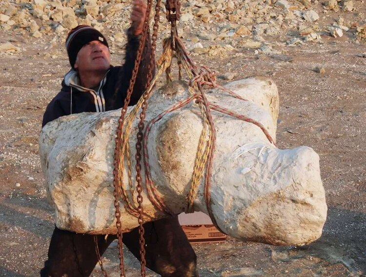 El estudio describe el análisis de 13 vértebras, 4 costillas y un poco de pelvis.