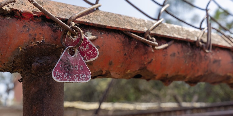 EN ALGUNOS espacios aún cuelgan los
dijes con los nombres de algunos perros