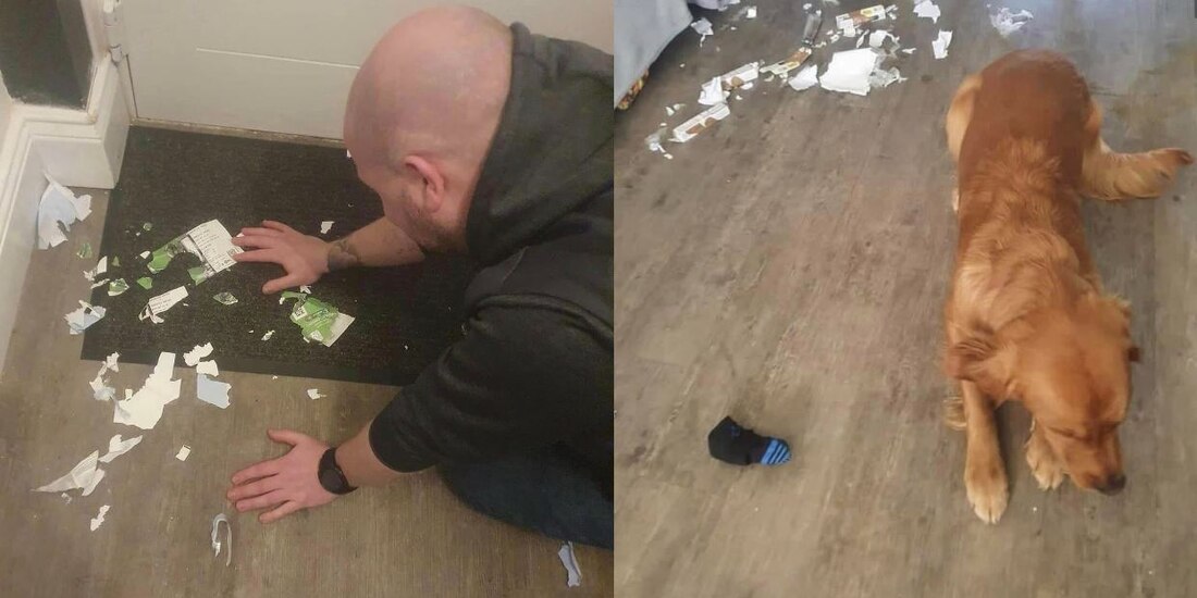 Perrito destruye boletos para partido de futbol y su dueño lo vende por 100 pesos