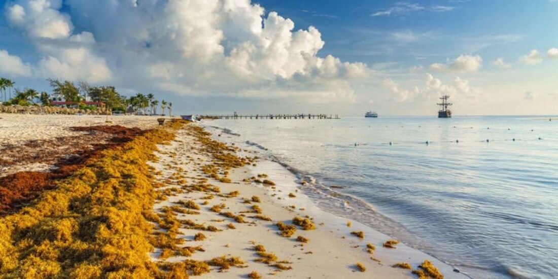 Situación del sargazo en el caribe mexicano es alarmante.