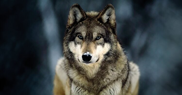 JACK LONDON Y UN PERRO