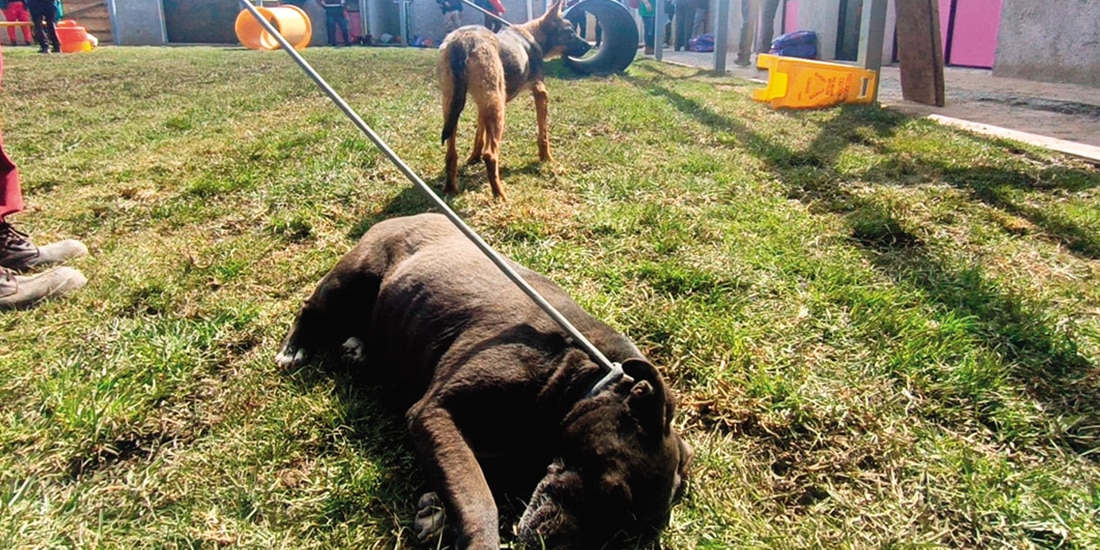Algunos perros juegan en el albergue, el martes.