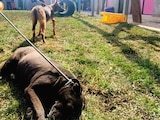 Algunos perros juegan en el albergue, el martes.