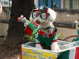 El perro "Osito" luce los colores de la selección de México en el Mundial