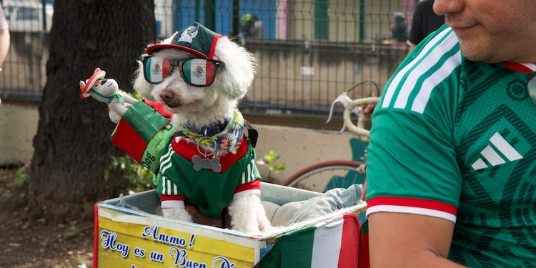El perro "Osito" luce los colores de la selección de México en el Mundial