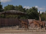 Aspecto de jirafas en el Zoológico de San Juan de Aragón, que hoy cumple 58 años.