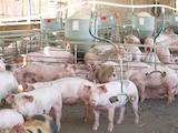 La comercialización de carne de cerdo mexicana registra números positivos.
