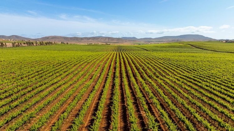 Marina del Pilar refuerza conectividad y seguridad en el Valle de Guadalupe.
