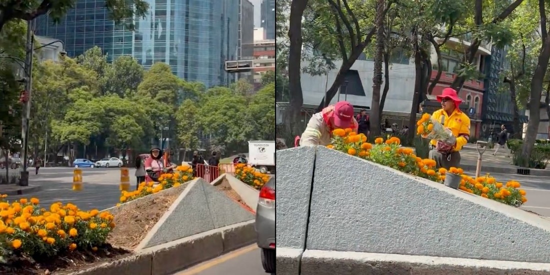 CDMX embellece Reforma con cempasúchil