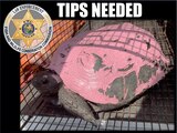 Autoridades de Florida buscan al responsable de pintar de rosa a tortugas protegidas.
