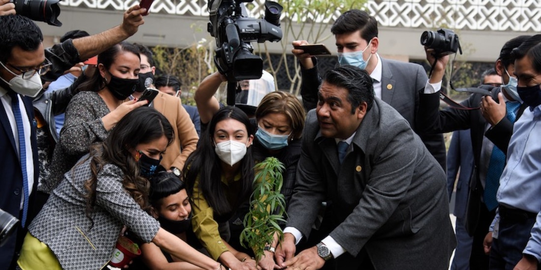 Diputados sembraron hace unos meses una planta de marihuana en San Lázaro