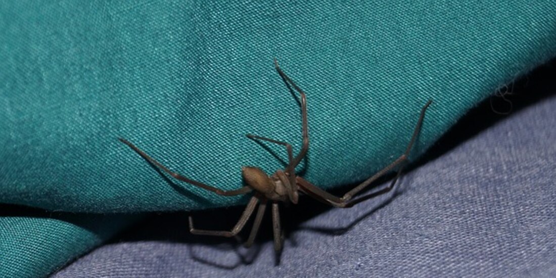 Imagen de archivo. Ejemplar de araña violinista