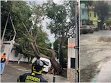 Árboles caídos e inundaciones en la Ciudad de México por las lluvias del 29 de junio de 2026.